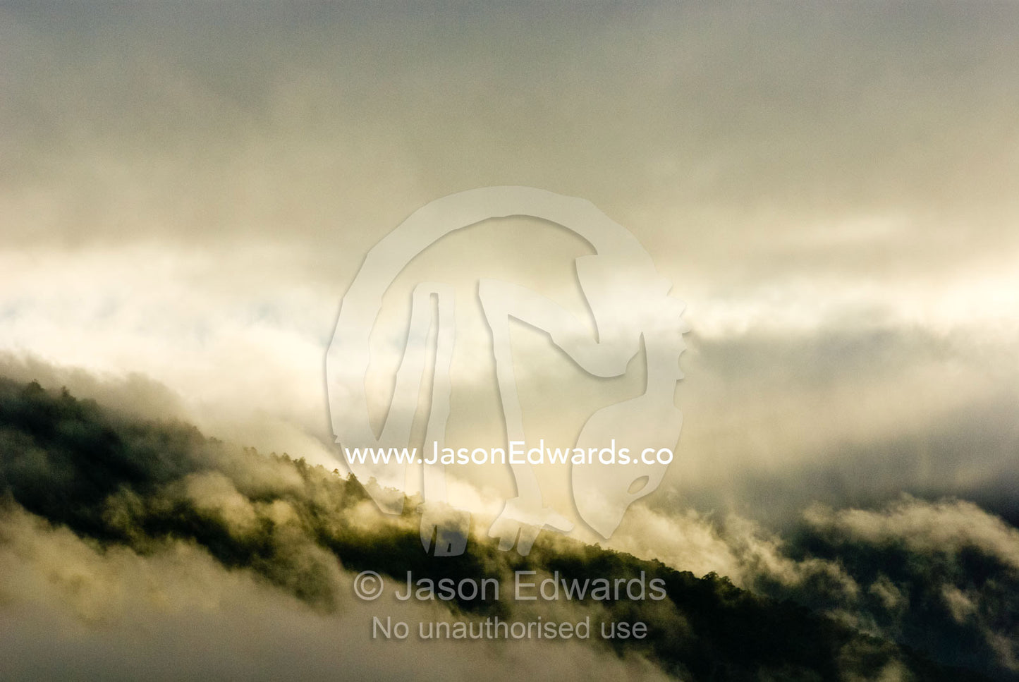 Dawn clouds descend over a Wet Schlerophyl forest and Mountain Ash. Yarra Ranges National Park, Victoria, Australia