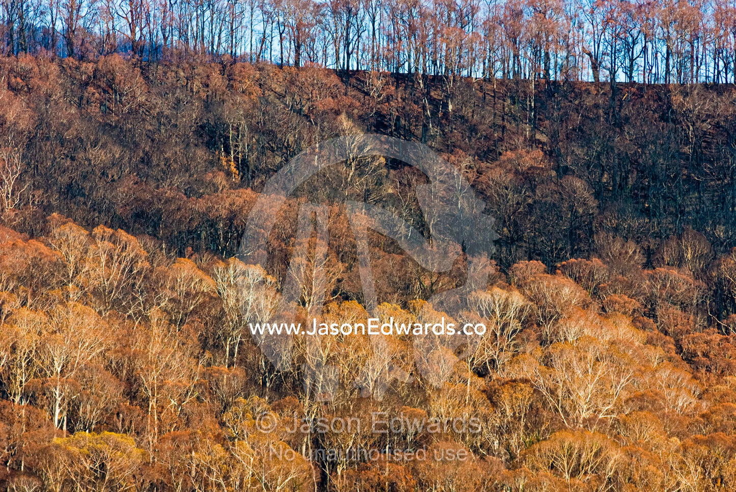 The burnt umber shades of a eucalyptus forest canopy destroyed by fire Narbethong, Victoria, Australia