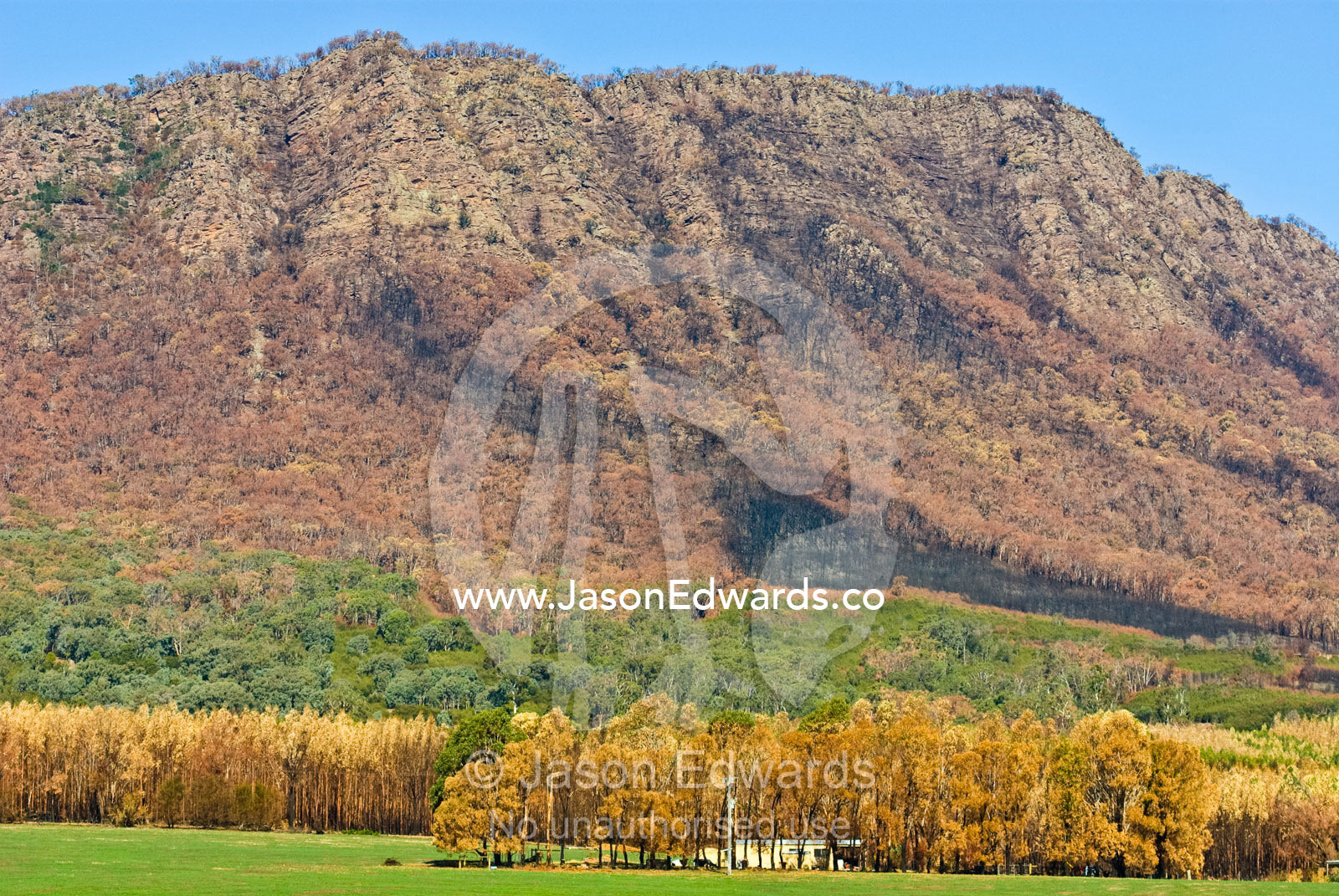 The burnt umber shades of a forest destroyed by fire near farmland. Cathedral Range State Park, Victoria, Australia