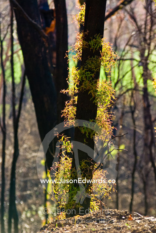 Green leaves sprout from eucalyptus lignotubers on a burnt tree trunk. Narbethong, Victoria, Australia