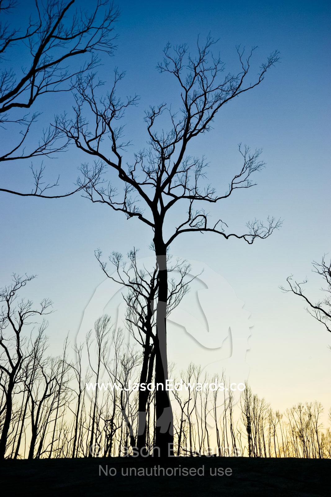 Dead stags greet the dawn after a fire ripped through the forest. Wallaby Creek Water Catchment Supply, Kinglake National Park, Victoria, Australia
