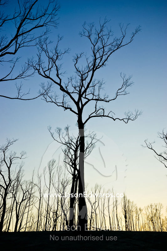Dead stags greet the dawn after a fire ripped through the forest. Wallaby Creek Water Catchment Supply, Kinglake National Park, Victoria, Australia