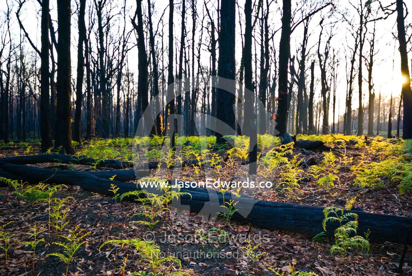 A forest floor erupts in a carpet of green Bracken Fern after a fire. Wallaby Creek Water Catchment Supply, Kinglake National Park, Victoria, Australia