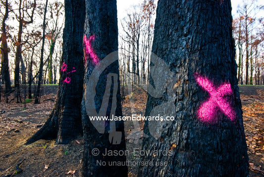 Firefighters mark the trunks of trees that need felling after a fire. Wallaby Creek Water Catchment Supply, Kinglake National Park, Victoria, Australia