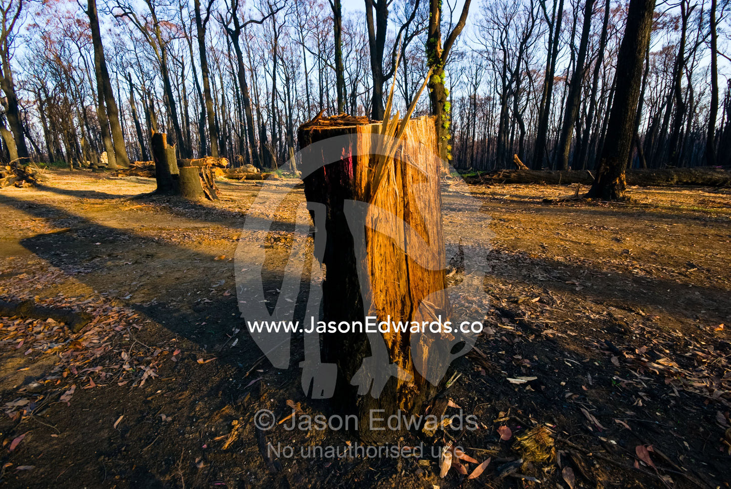Firefighters cut down unsafe trees that need felling after a fire. Wallaby Creek Water Catchment Supply, Kinglake National Park, Victoria, Australia