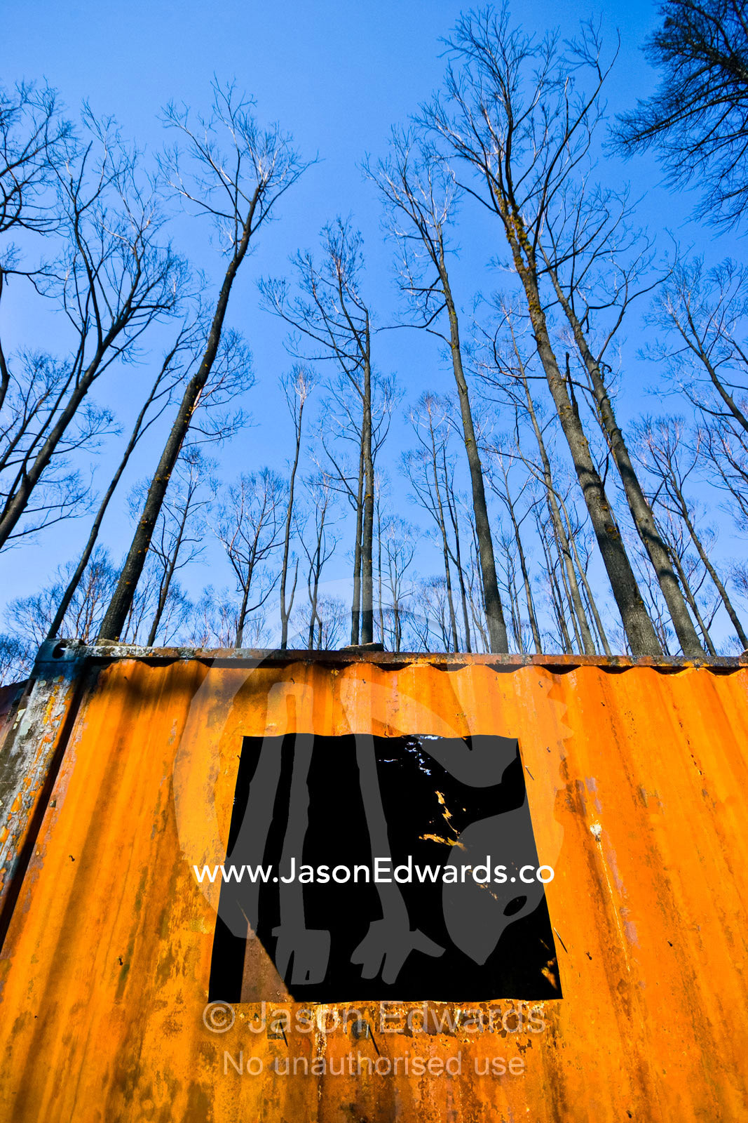 A shipping container workshop rusts in a forest destroyed by fire. Bald Spur Road, Kinglake, Victoria, Australia
