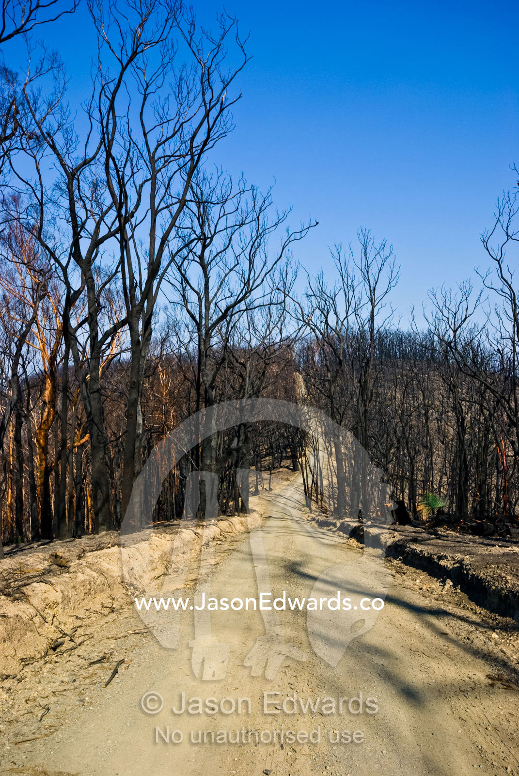 A dirt road runs along a mountain top amidst burnt schlerophyl forest. Bald Spur Road, Kinglake National Park, Victoria, Australia