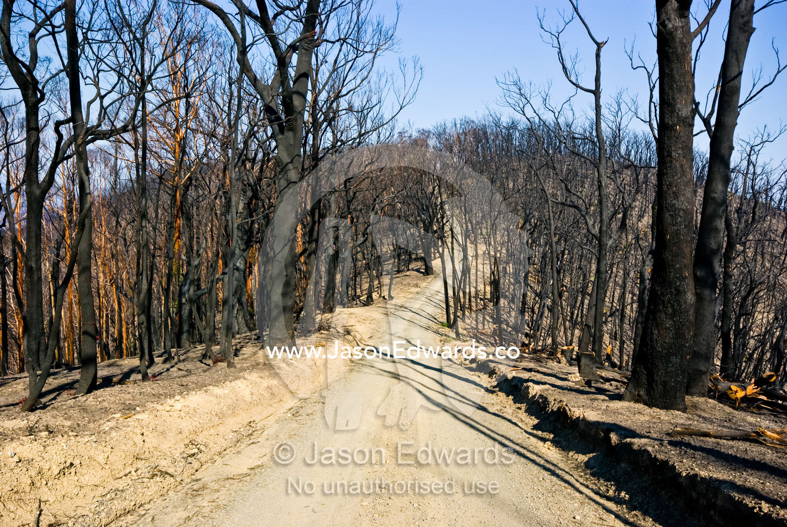 A dirt road runs along a mountain top amidst burnt schlerophyl forest. Bald Spur Road, Kinglake National Park, Victoria, Australia