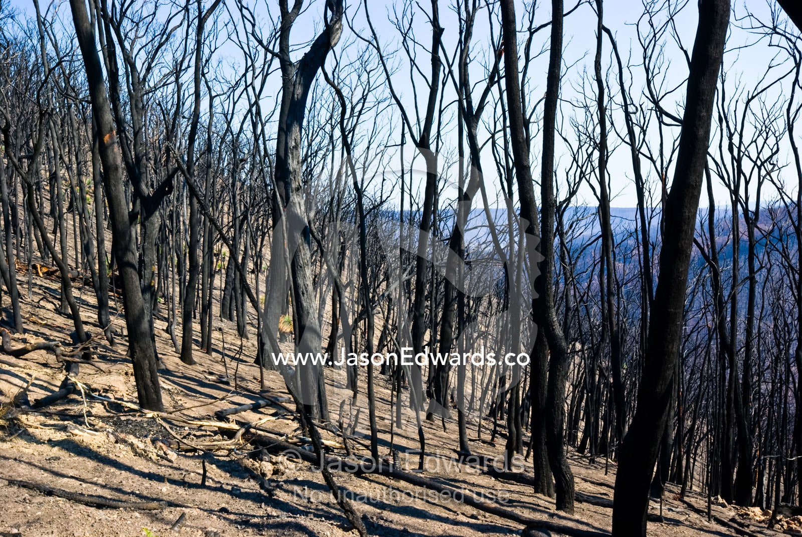 A devastated forest devoid of plants and wildlife after a fire storm. Kinglake National Park, Victoria, Australia