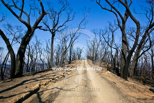 A dirt road runs along a mountain top amidst burnt schlerophyl forest. Bald Spur Road, Kinglake National Park, Victoria, Australia