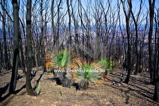 A stand of bright green Grass Trees rise from the fire ravaged forest. Kinglake National Park, Victoria, Australia
