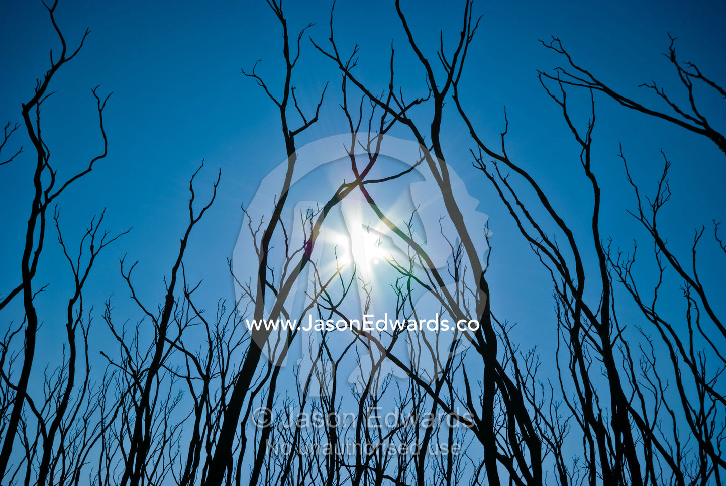 Tangled skeletal finger-like bows reach into a blue sky after a fire. Kinglake National Park, Victoria, Australia