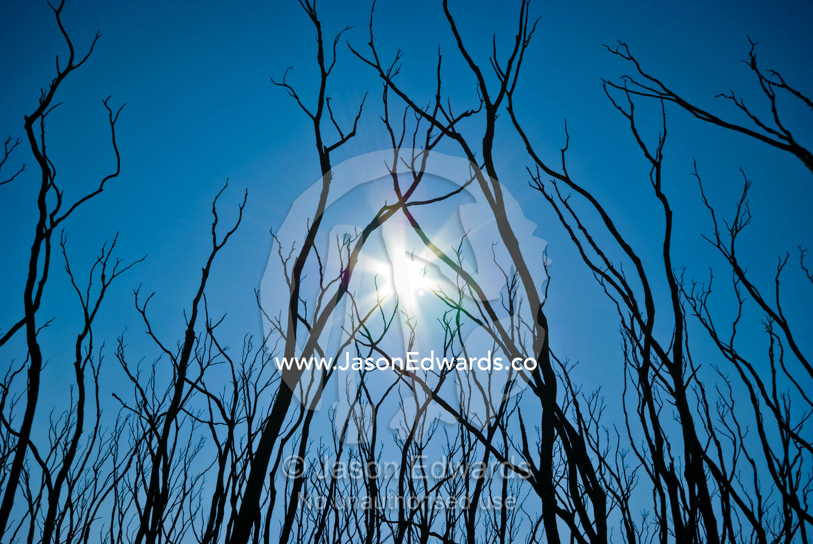 Tangled skeletal finger-like bows reach into a blue sky after a fire. Kinglake National Park, Victoria, Australia