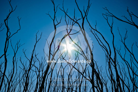 Tangled skeletal finger-like bows reach into a blue sky after a fire. Kinglake National Park, Victoria, Australia