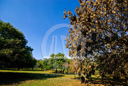 An orchard of Chestnuts partly destroyed by a nearby forest fire. Kinglake, Victoria, Australia