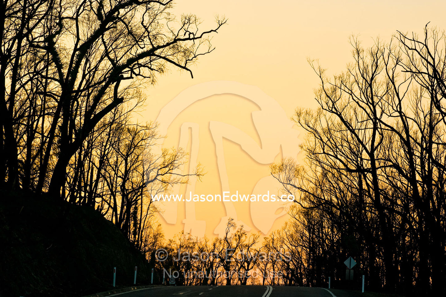 After a forest fire dead stags stretch over a road to greet the dawn. Wallaby Creek Water Catchment Supply, Kinglake National Park, Victoria, Australia