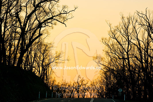 After a forest fire dead stags stretch over a road to greet the dawn. Wallaby Creek Water Catchment Supply, Kinglake National Park, Victoria, Australia