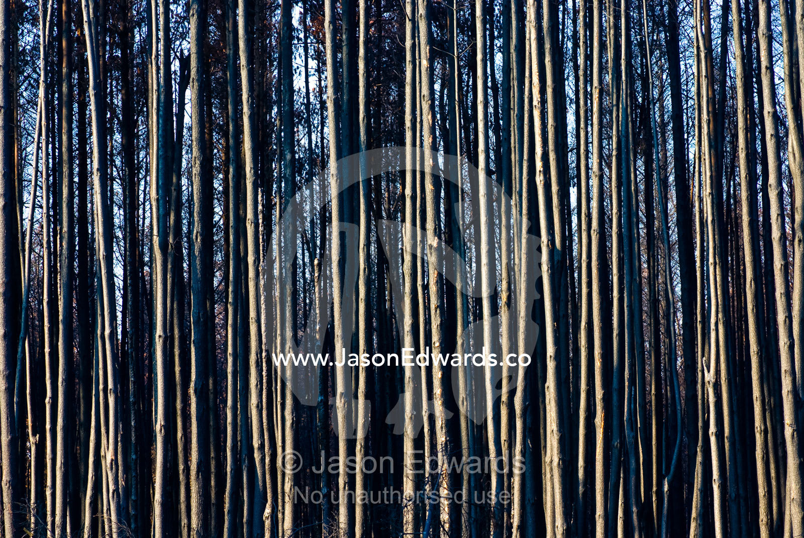 A desolate stand of eucalyptus plantation timber destroyed by a fire. Kinglake Central, Victoria, Australia