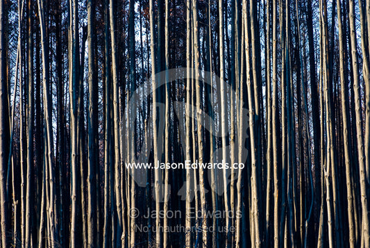 A desolate stand of eucalyptus plantation timber destroyed by a fire. Kinglake Central, Victoria, Australia