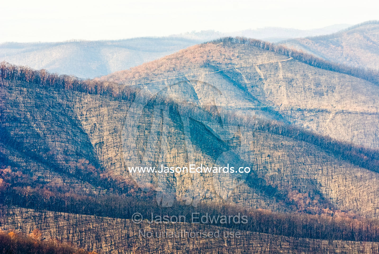 A mountain range covered in schlerophyl forest decimated by a fire. Mount Slide, Kinglake National Park, Victoria, Australia