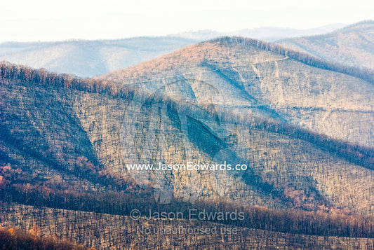 A mountain range covered in schlerophyl forest decimated by a fire. Mount Slide, Kinglake National Park, Victoria, Australia