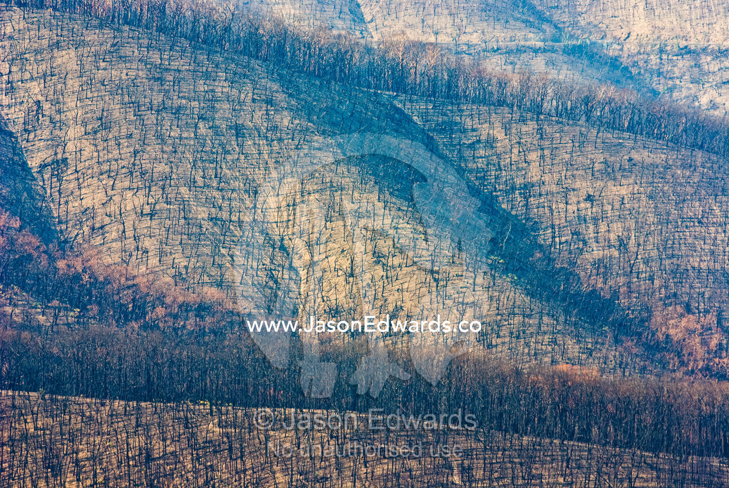 A mountain range covered in schlerophyl forest decimated by a fire. Mount Slide, Kinglake National Park, Victoria, Australia