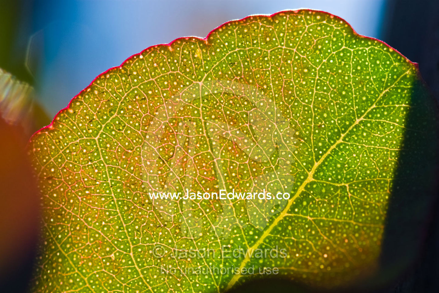 Vein detail of a eucalyptus leaf on a lignotuber on a burnt tree trunk Kinglake National Park, Victoria, Australia