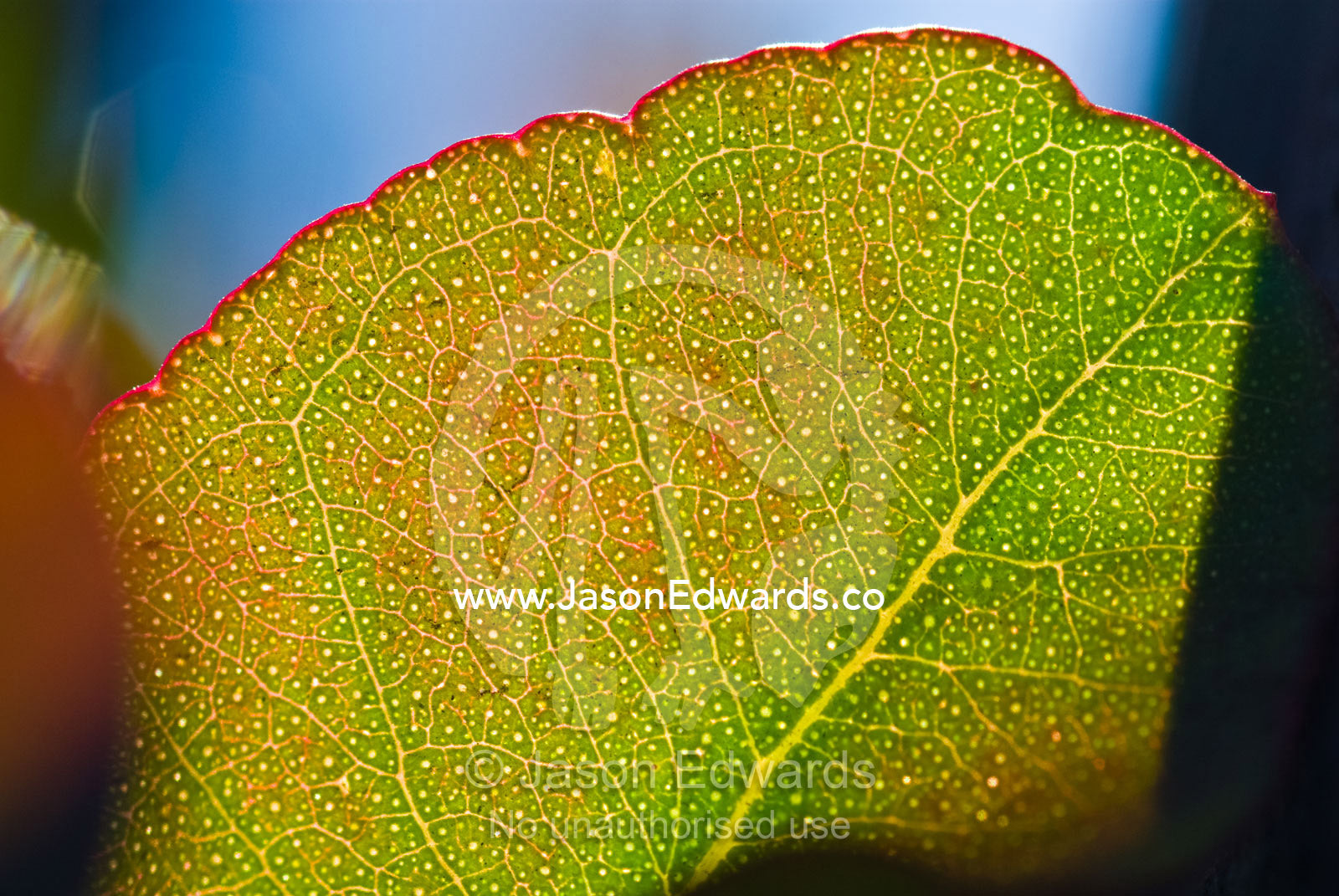 Vein detail of a eucalyptus leaf on a lignotuber on a burnt tree trunk Kinglake National Park, Victoria, Australia
