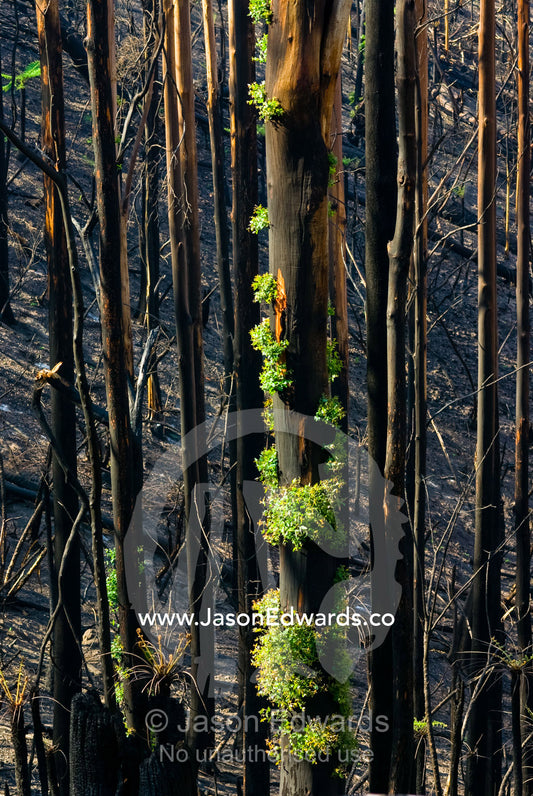 Green leaves sprout from eucalyptus lignotubers on a burnt tree trunk. Kinglake National Park, Victoria, Australia
