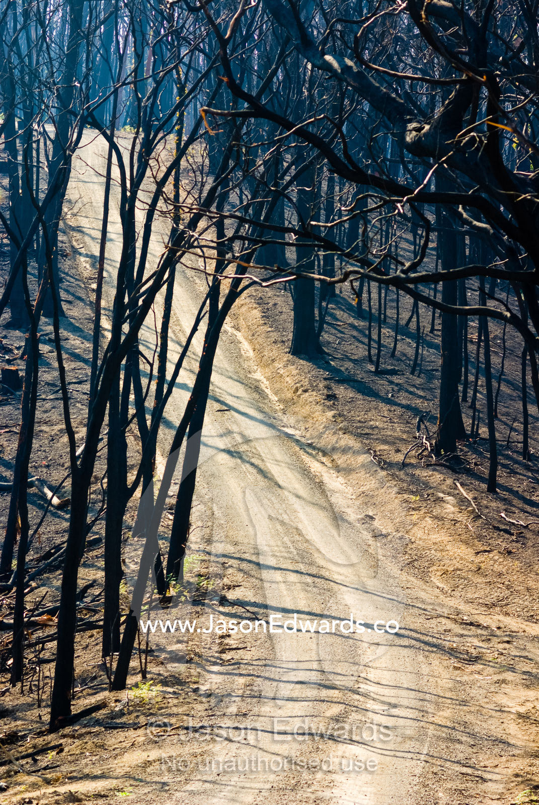 A dirt road runs along a mountain top amidst burnt schlerophyl forest. Bald Spur Road, Kinglake National Park, Victoria, Australia