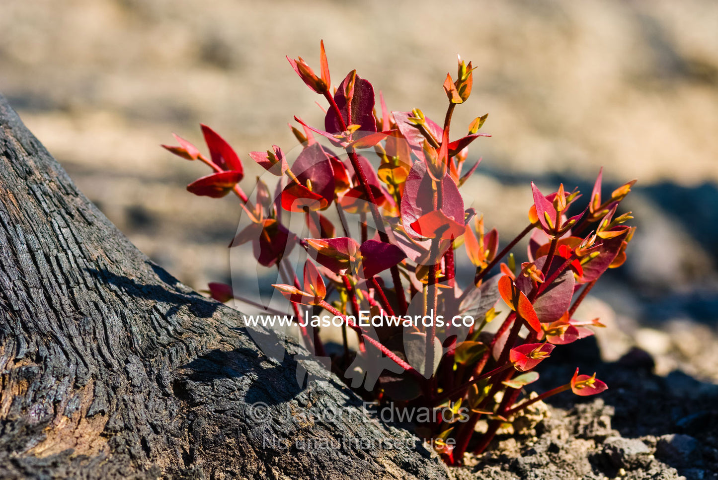 Red leaves sprout from eucalyptus lignotubers on a burnt tree trunk. Kinglake National Park, Victoria, Australia