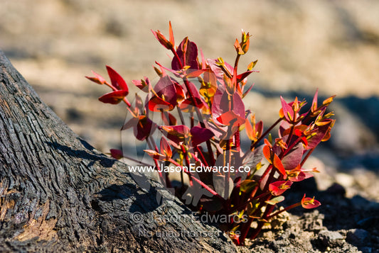 Red leaves sprout from eucalyptus lignotubers on a burnt tree trunk. Kinglake National Park, Victoria, Australia