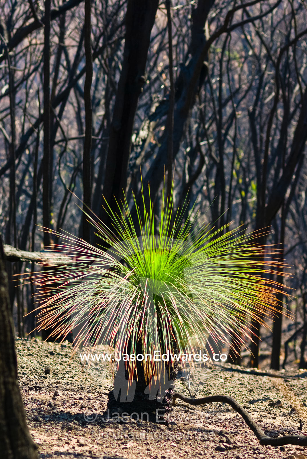 A bright green Grass Trees rises from the fire ravaged forest. Kinglake National Park, Victoria, Australia