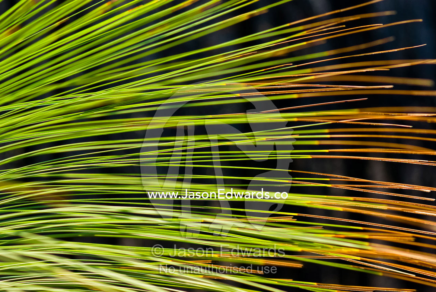 The leaves of a bright green Grass Tree vibrate and dance in the wind. Kinglake National Park, Victoria, Australia