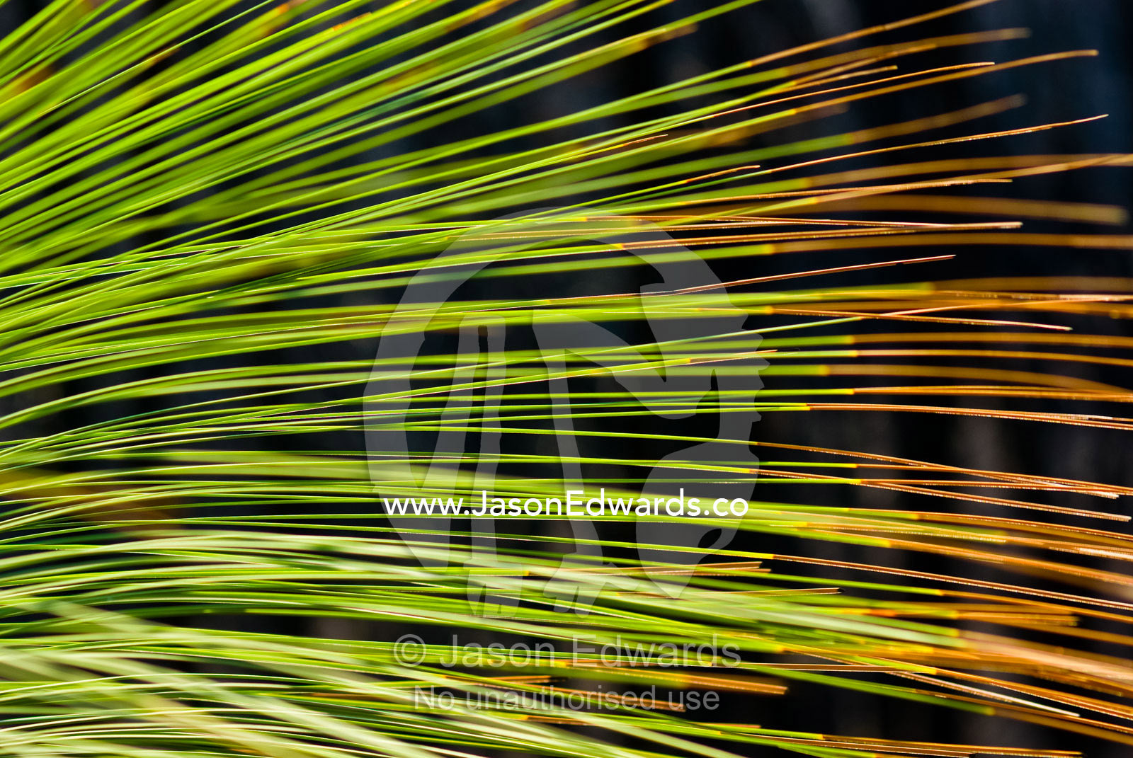 The leaves of a bright green Grass Tree vibrate and dance in the wind. Kinglake National Park, Victoria, Australia