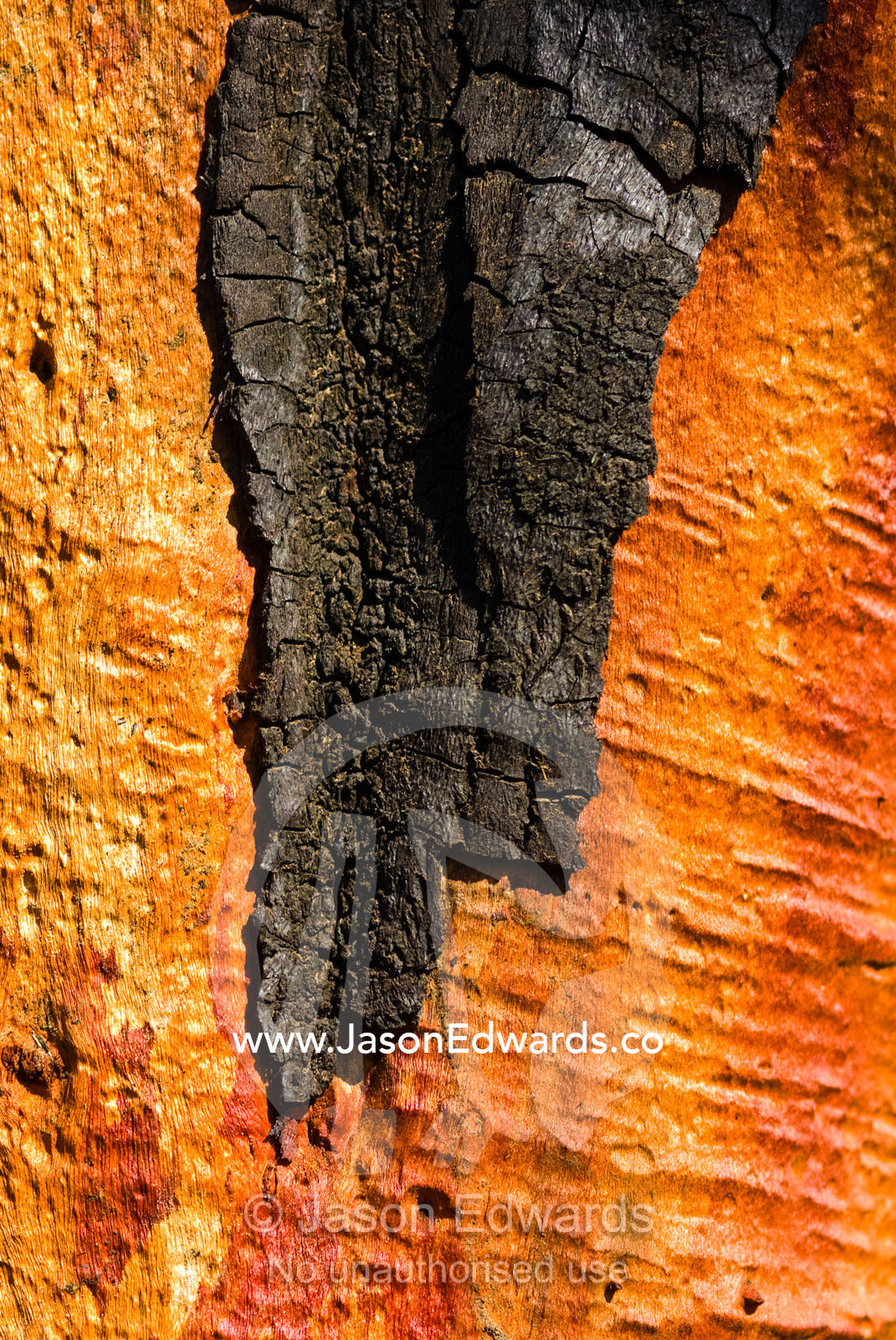 An orange tree trunk reflects sunlight where charred bark has peeled. Kinglake National Park, Victoria, Australia