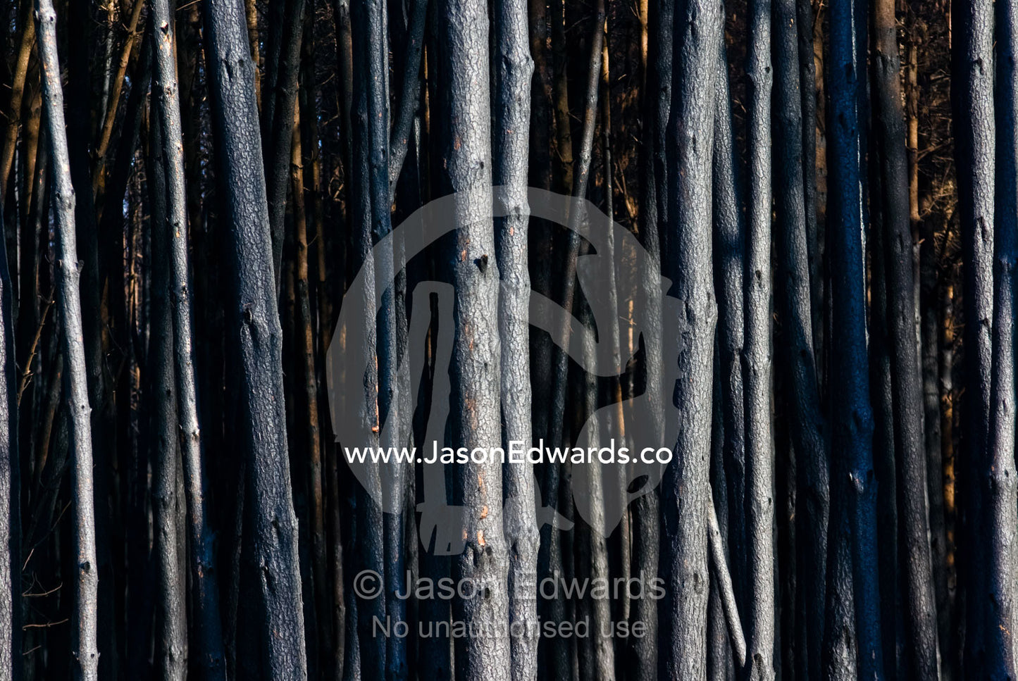 A desolate stand of eucalyptus plantation timber destroyed by a fire. Kinglake Central, Victoria, Australia