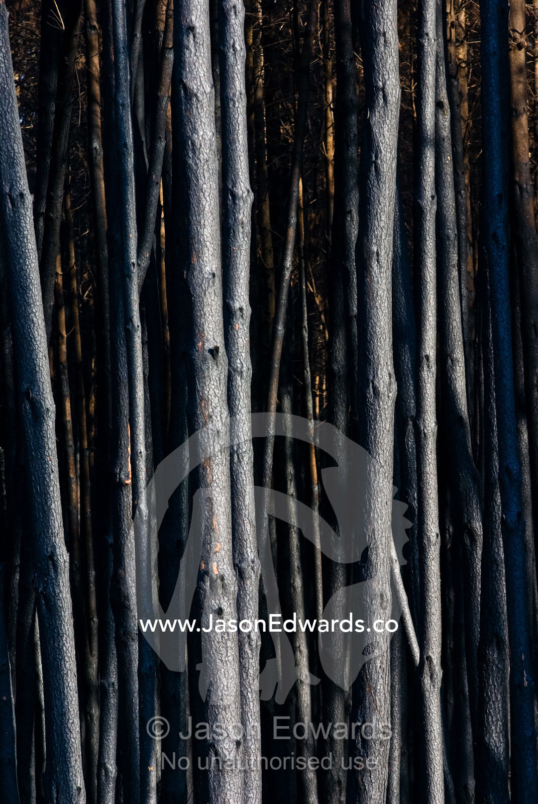 A desolate stand of eucalyptus plantation timber destroyed by a fire. Kinglake Central, Victoria, Australia