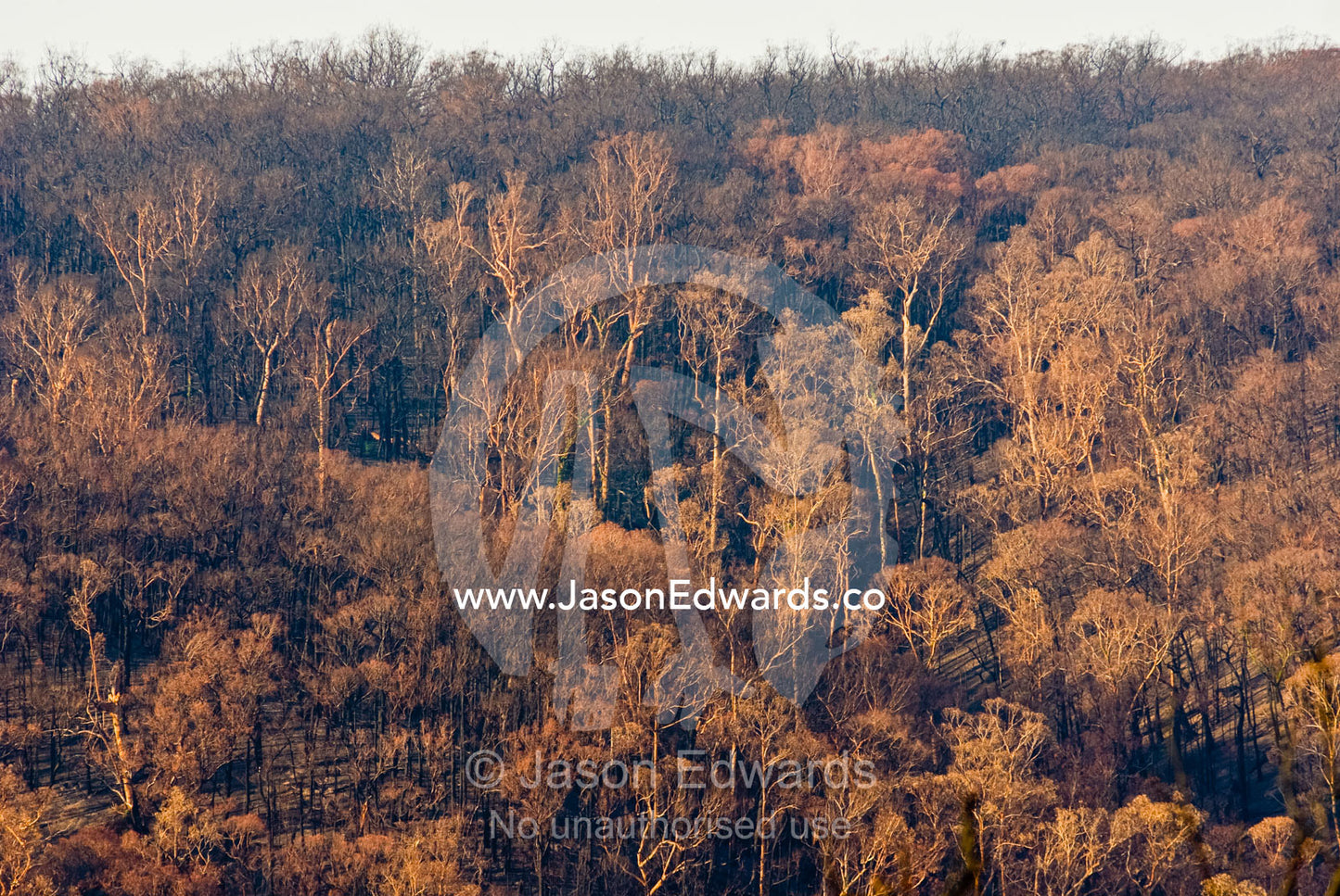 The burnt umber shades of a eucalyptus forest canopy destroyed by fire Wallaby Creek Water Catchment Supply, Kinglake National Park, Victoria, Australia