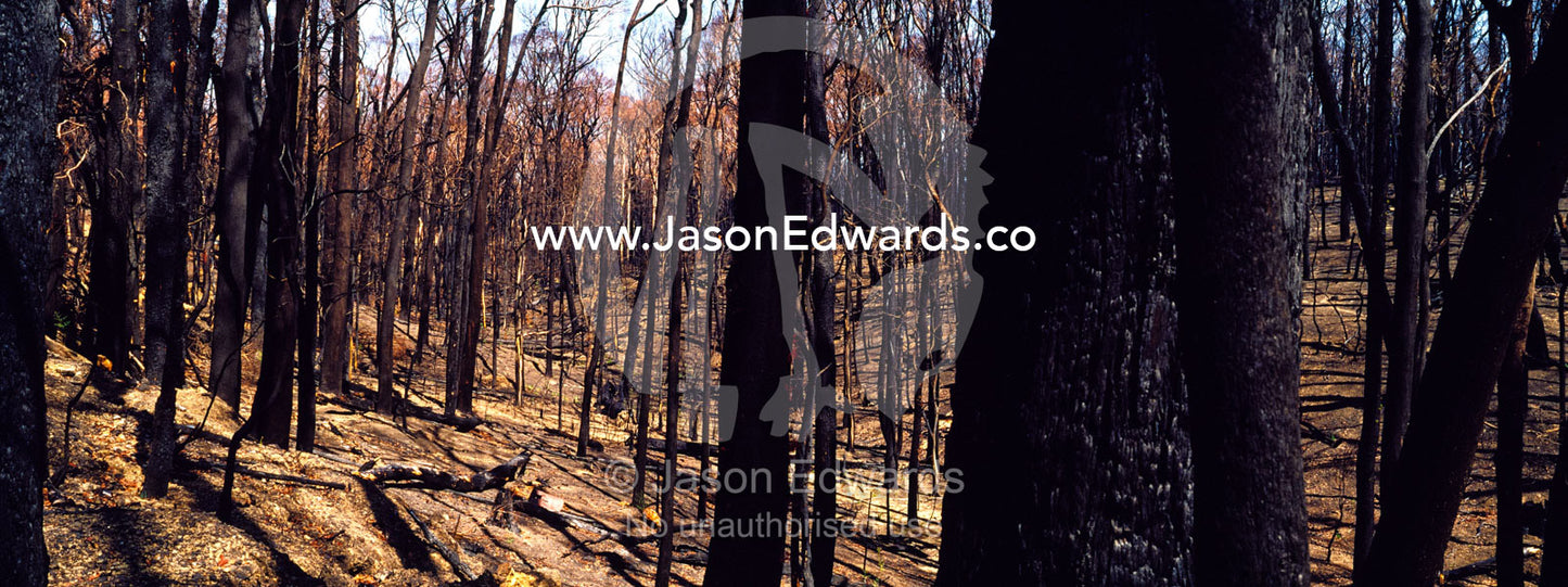 A devastated forest devoid of plants and wildlife after a fire storm. Kinglake National Park, Victoria, Australia