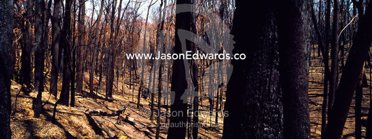 A devastated forest devoid of plants and wildlife after a fire storm. Kinglake National Park, Victoria, Australia