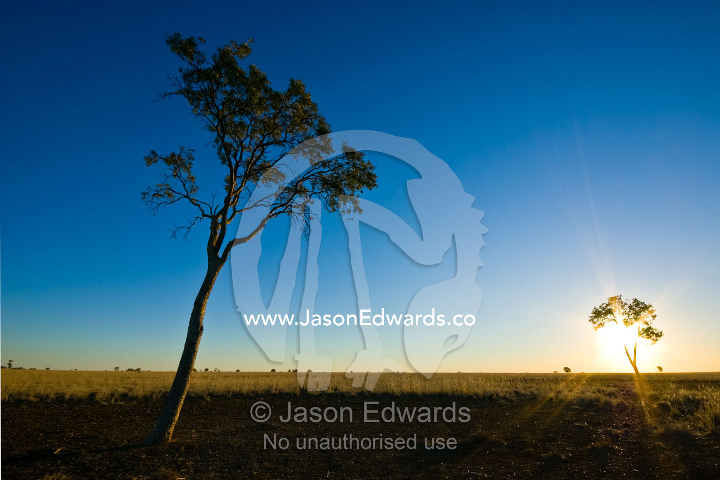 Lone trees lean towards the setting sun on a vast savannah plain. near Longreach, Queensland, Australia