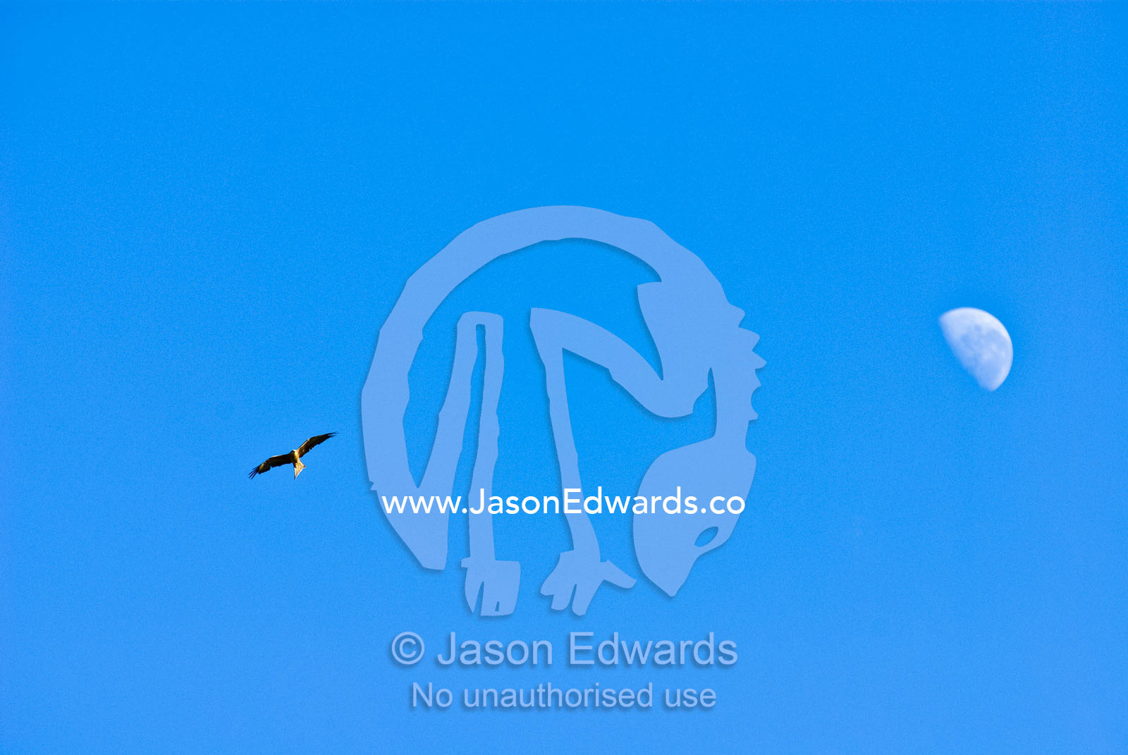 A Black Kite soars on thermals in a clear blue sky beneath the moon. Hughenden, Queensland, Australia