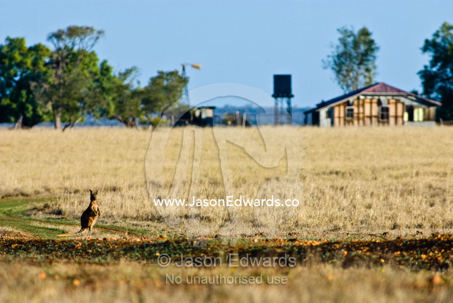 A Wallaroo crosses an abandoned farm in the grip of a severe drought. Muttaburra, Queensland, Australia