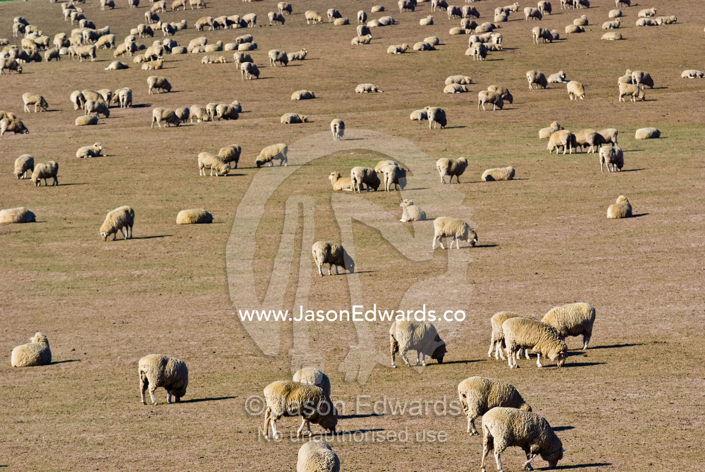 A large flock of sheep graze on dry grasses on a drought-stricken farm Coldstream, Yarra Valley, Victoria, Australia