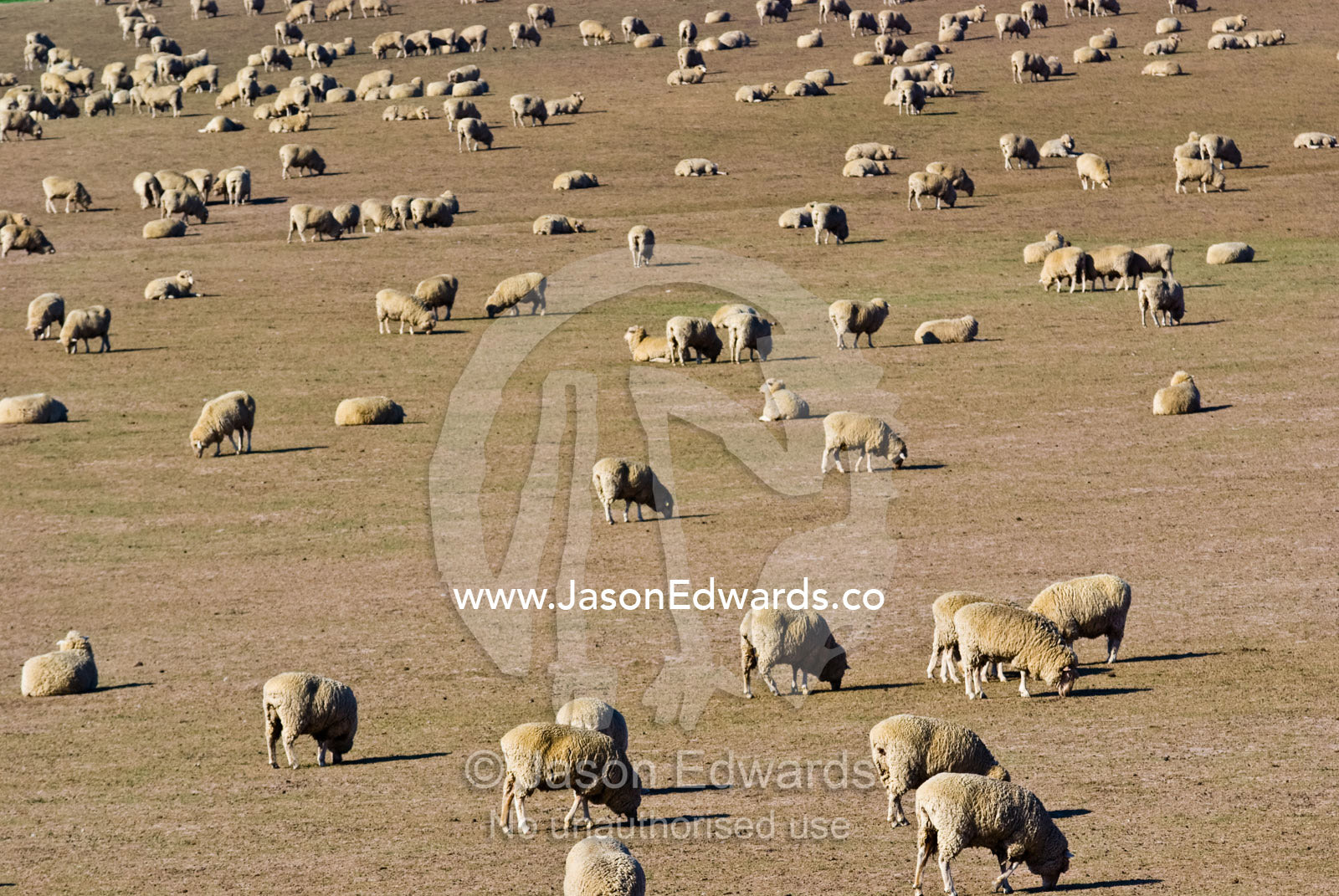 A large flock of sheep graze on dry grasses on a drought-stricken farm Coldstream, Yarra Valley, Victoria, Australia