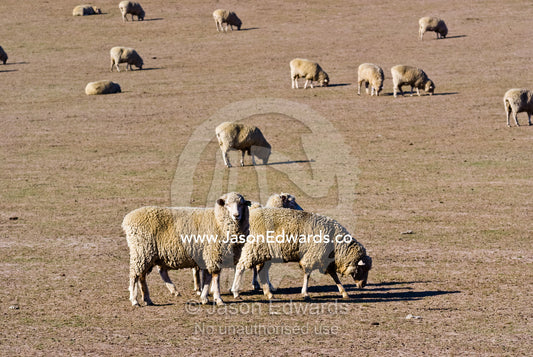 A large flock of sheep graze on dry grasses on a drought-stricken farm Coldstream, Yarra Valley, Victoria, Australia