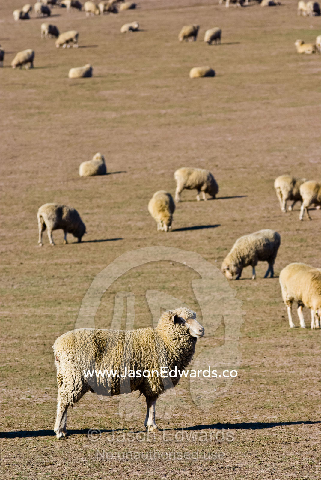 A large flock of sheep graze on dry grasses on a drought-stricken farm Coldstream, Yarra Valley, Victoria, Australia