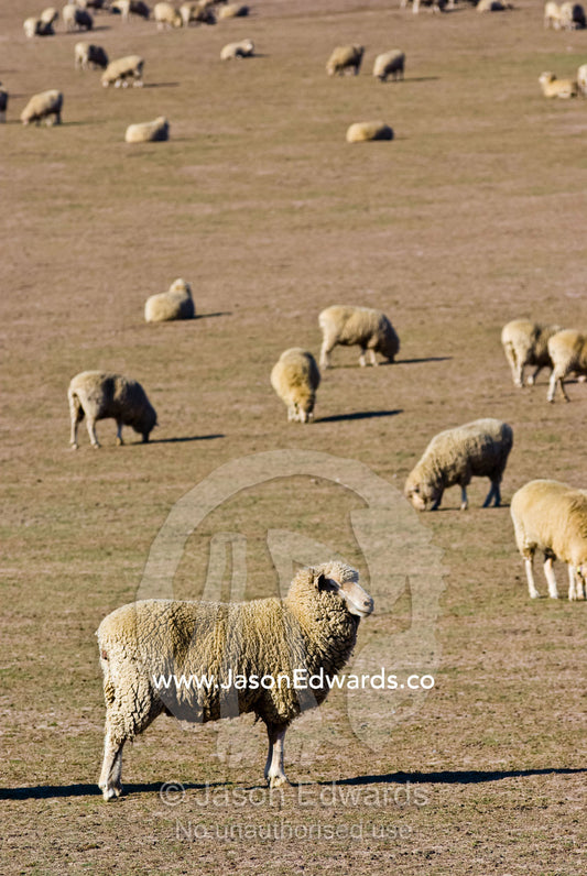A large flock of sheep graze on dry grasses on a drought-stricken farm Coldstream, Yarra Valley, Victoria, Australia