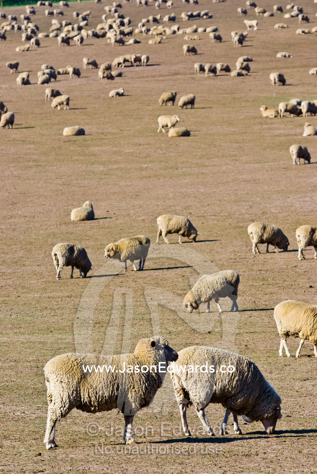 A large flock of sheep graze on dry grasses on a drought-stricken farm Coldstream, Yarra Valley, Victoria, Australia